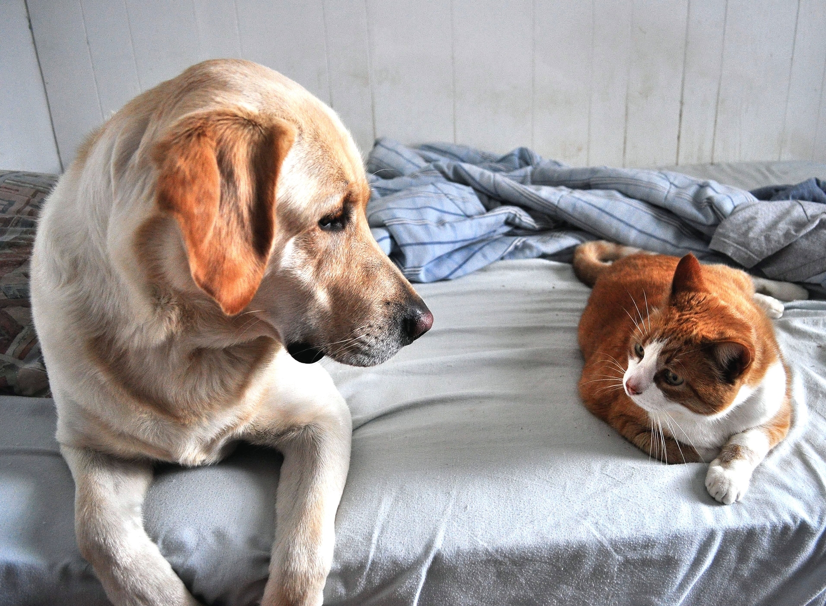 Alarmas “a pruebas de mascotas”